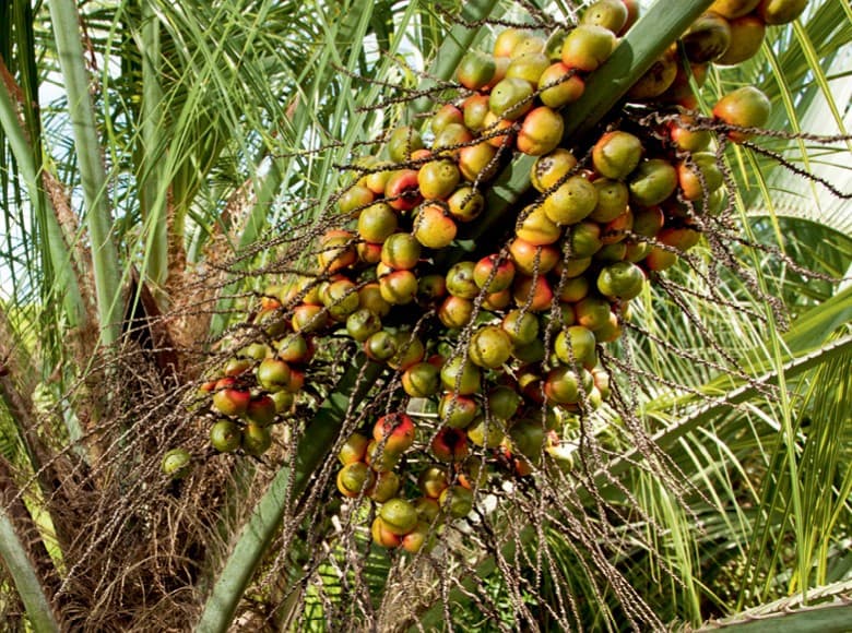 Projeto de parque ecológico particular em Laguna está aberto para manifestações públicas