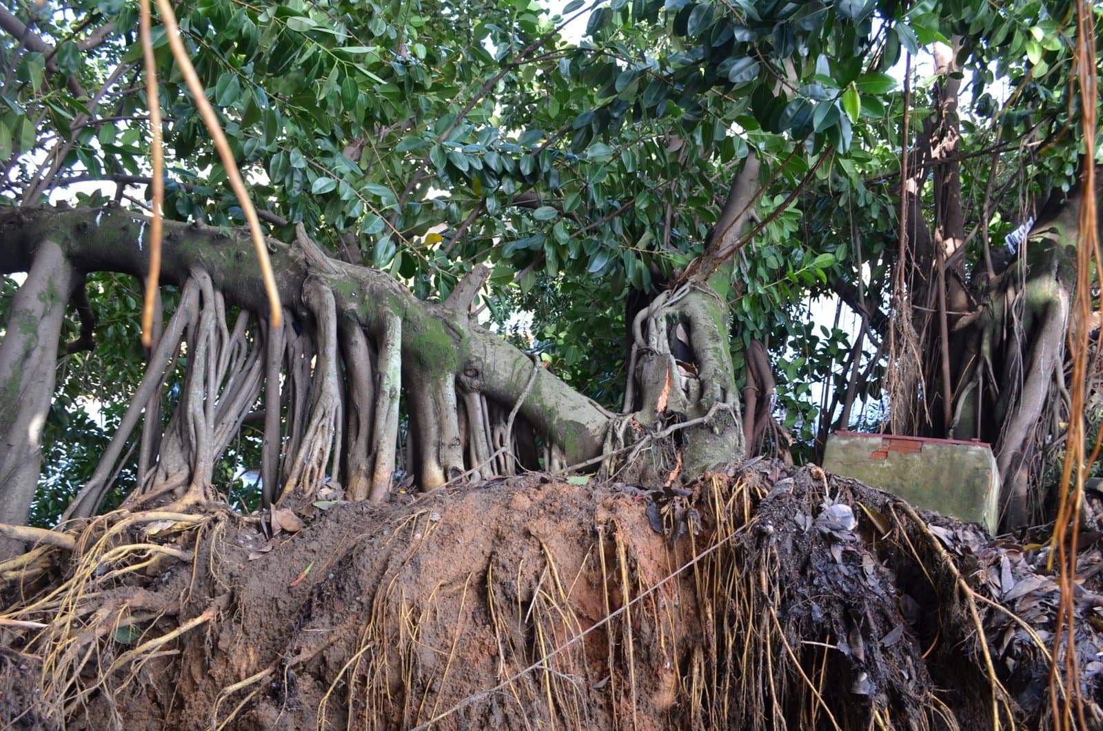Seringueiras derrubadas no temporal precisam ser removidas