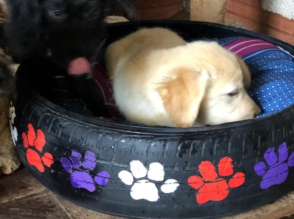 Caminhas produzidas por estudantes são doadas a cães abandonados