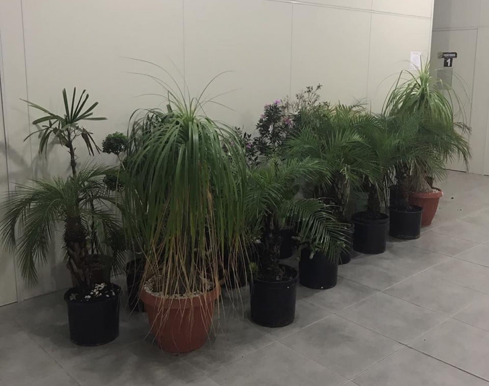 Polícia recupera plantas furtadas por casal