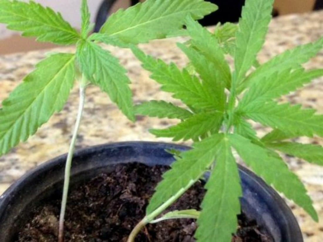 Oito pés de maconha são apreendidos, em Tubarão