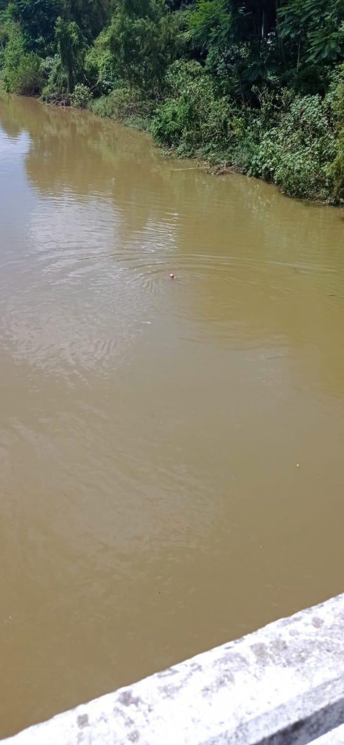 Policial salva homem que caiu no rio, em Tubarão