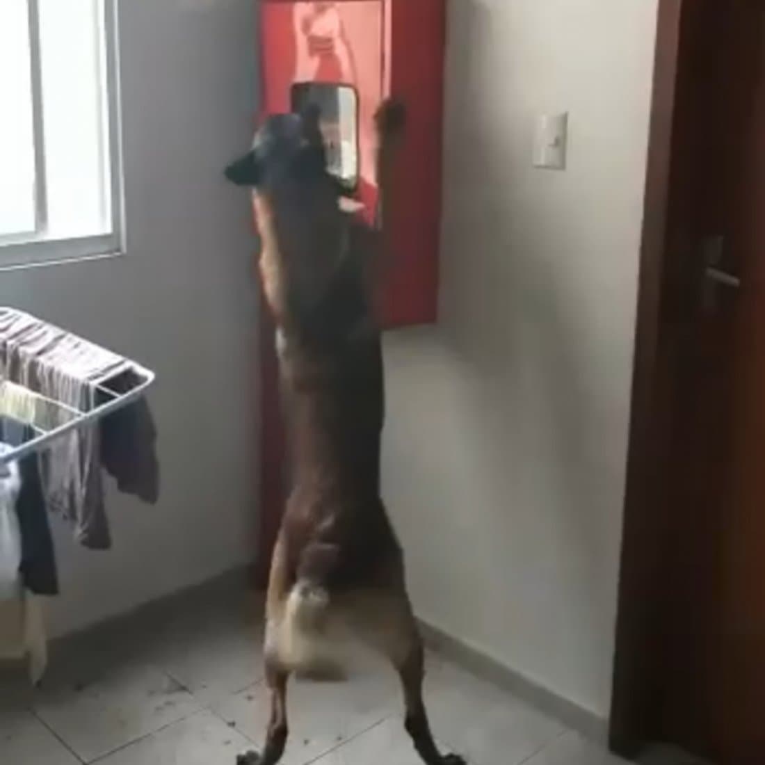 Quase meio quilo de maconha é encontrado em mangueira de incêndio e dentro de brinquedo