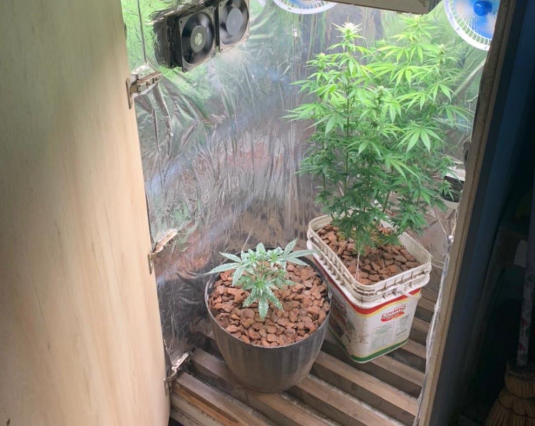 Estufa de maconha é descoberta pela Polícia em Tubarão