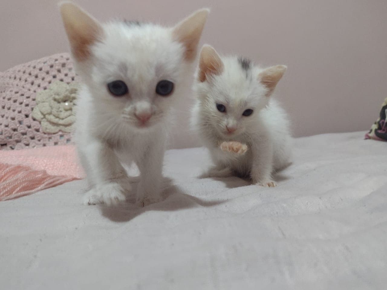 50 gatos serão esterilizados no próximo sábado (8)