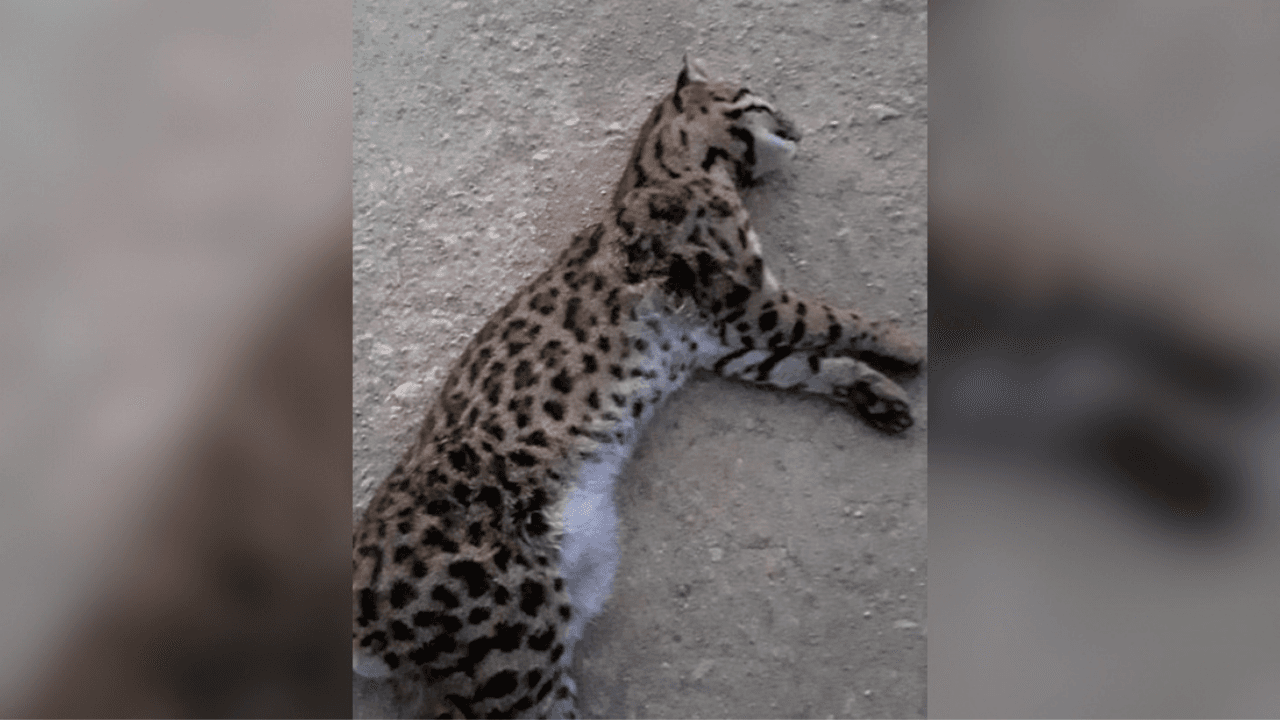 Jaguatirica atropelada em Tubarão será usada em estudo genético