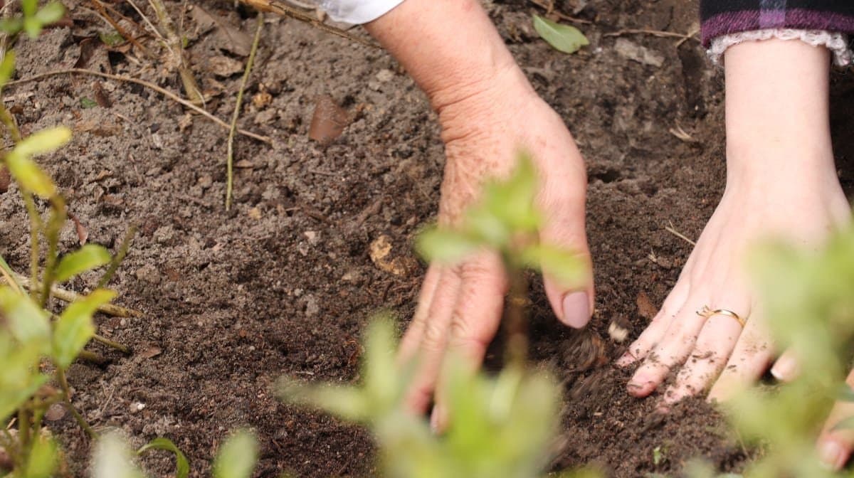 39ª Semana Cultural de Laguna: plantio de árvore histórica marca novo dia de comemorações