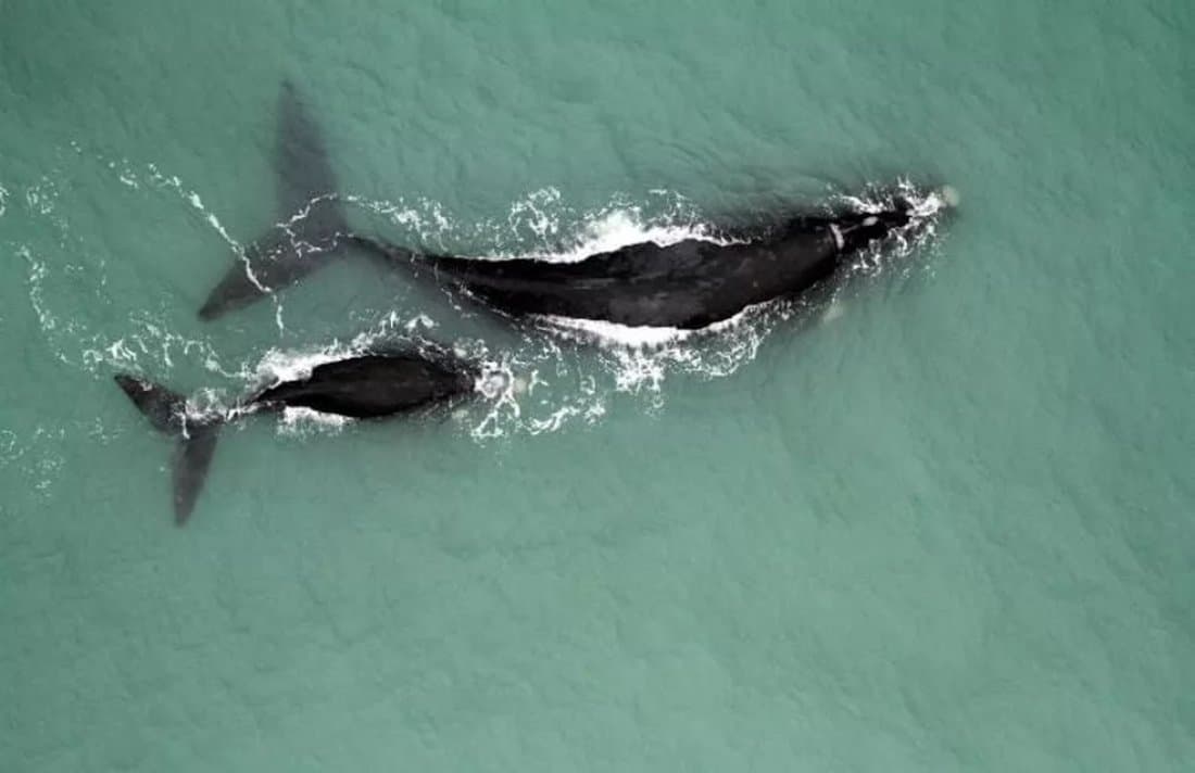 Primeiro sobrevoo de 2024 registra recorde de baleias-francas