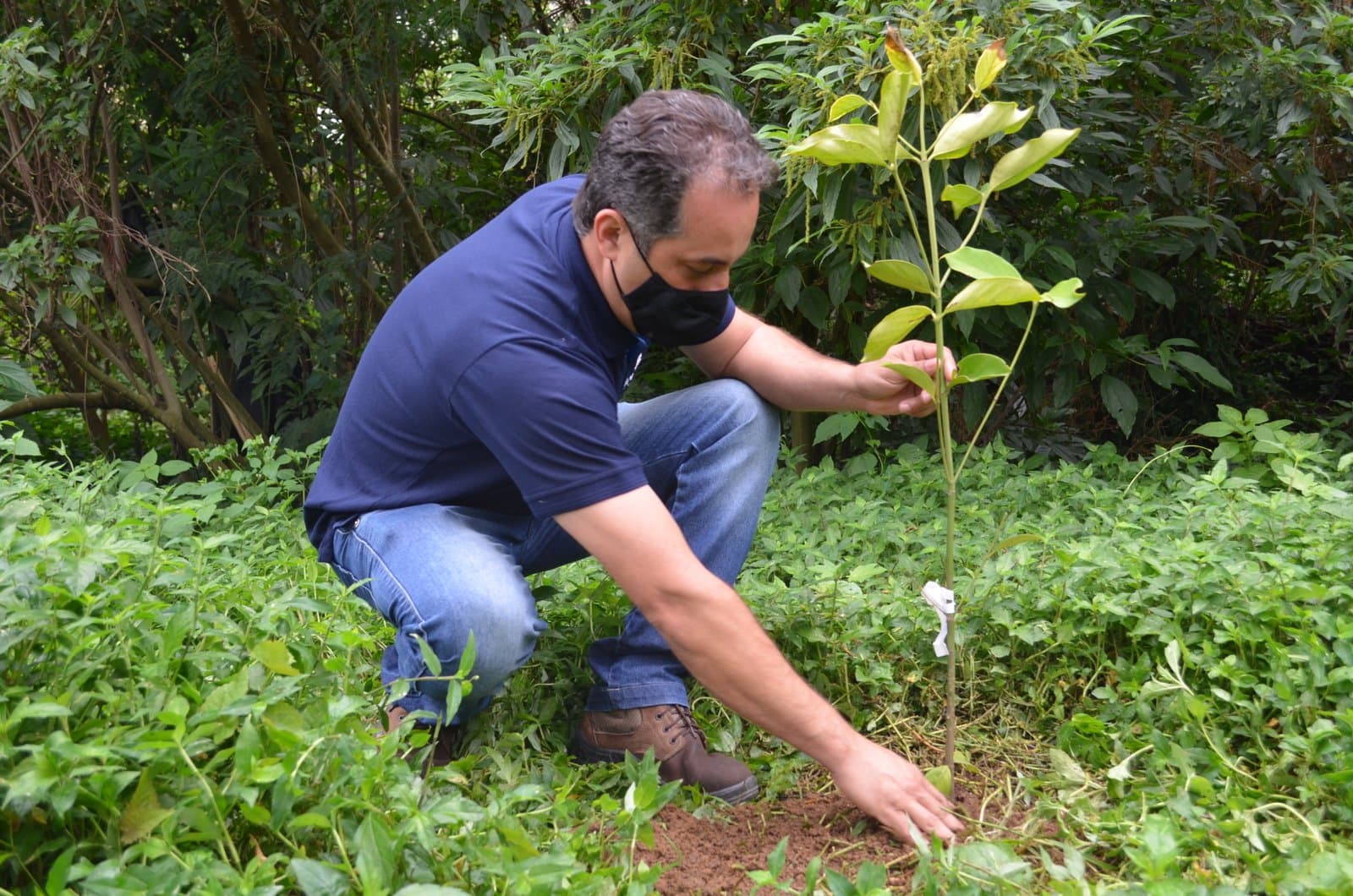 Após remoção de mamoneiras, beira-rio recebe mudas para replantio de espécies nativas