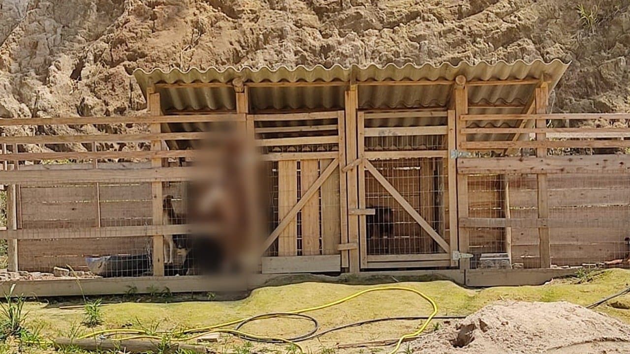 Homem é preso por manter 48 cachorros em situação de maus-tratos