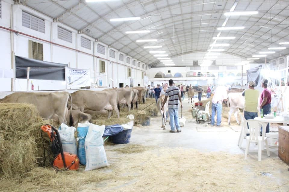 Primeira feira de Gado Jersey de Santa Catarina ocorre em Braço do Norte