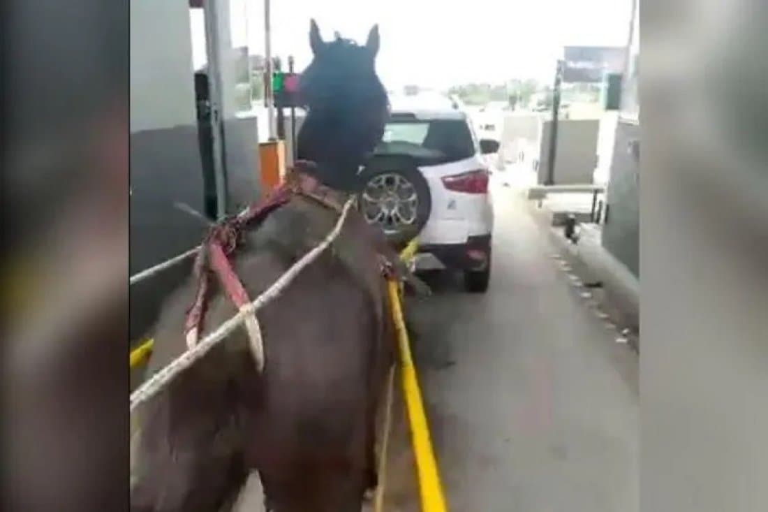 Confusão é gerada após carroça furar pedágio na BR-101