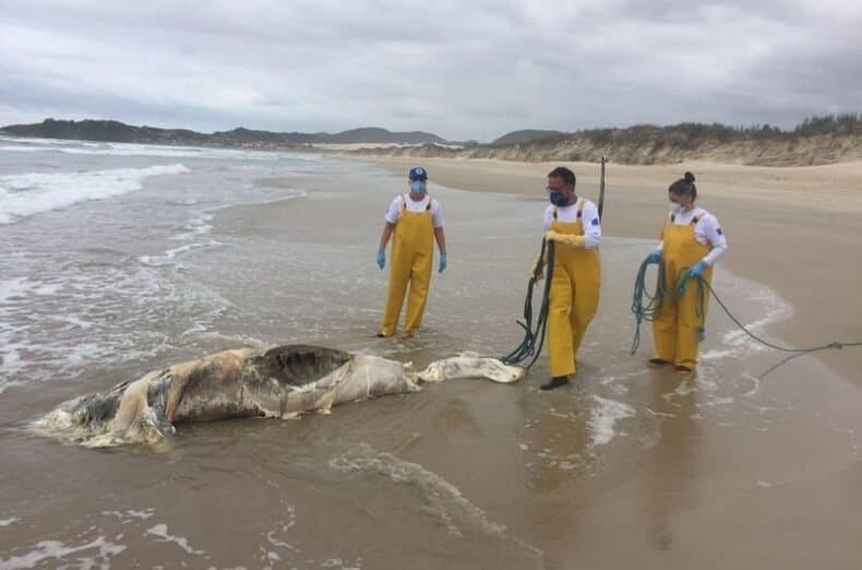 Ossos de baleia irão para acervo de unidade especializada em fauna marinha