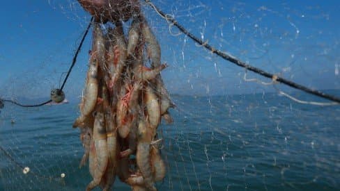 Pesca do camarão é liberada nas lagoas do sul de Santa Catarina