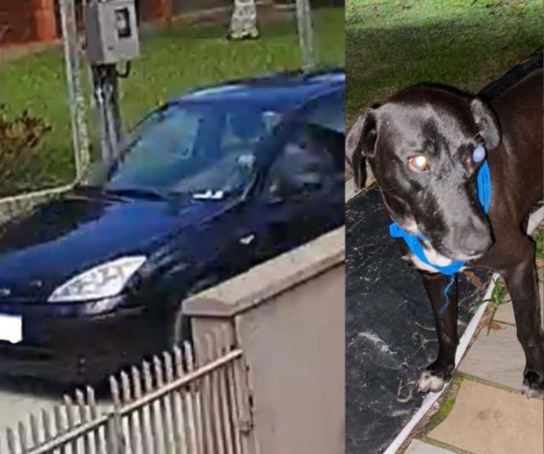 Homem que atirou contra cão em Laguna é indiciado por maus-tratos