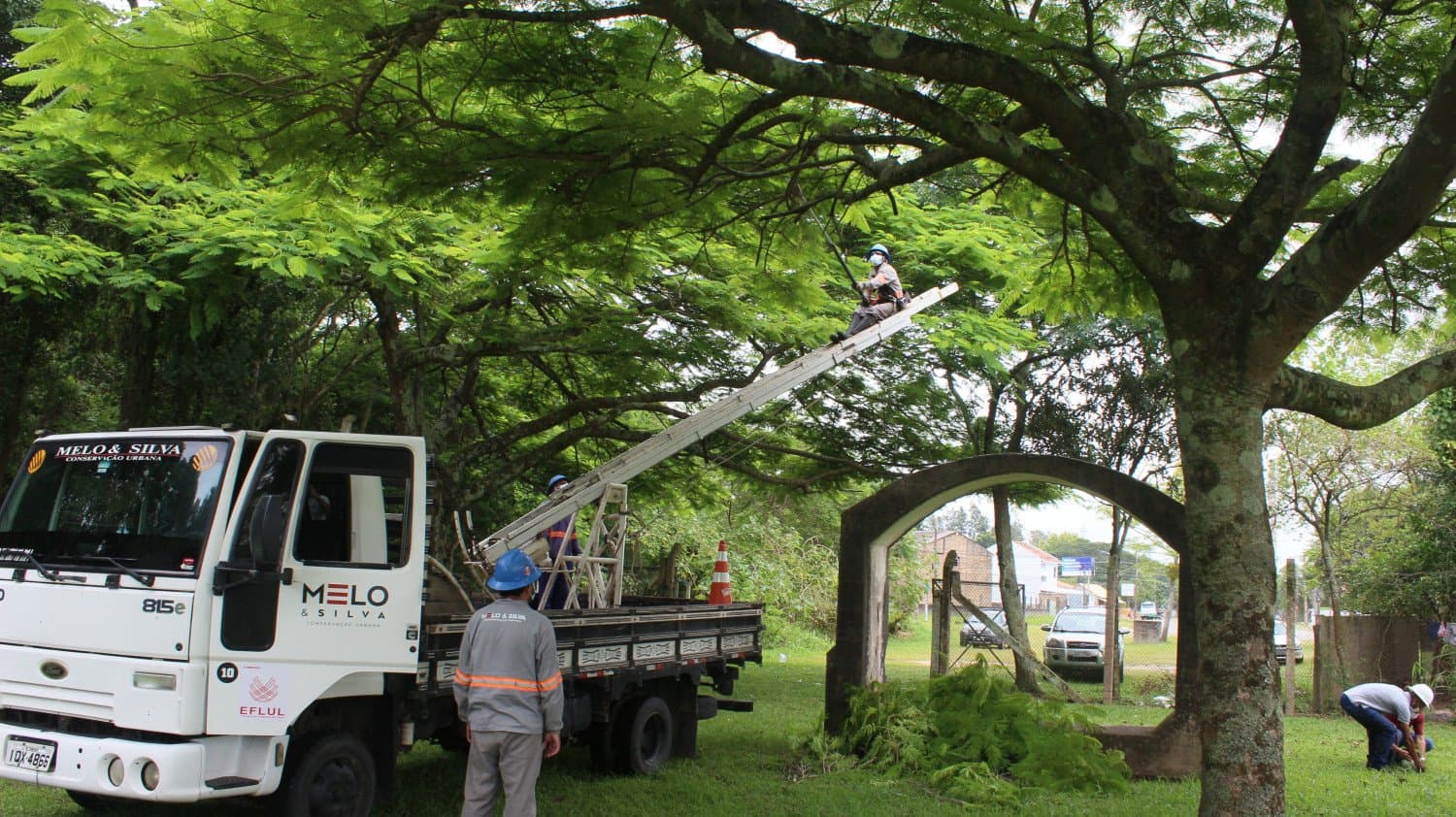 Árvore que está no local onde será canteiro de obras da Ponte Stélio Boabaid vai ser transferida