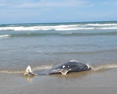 Mais um boto é encontrado morto em Laguna