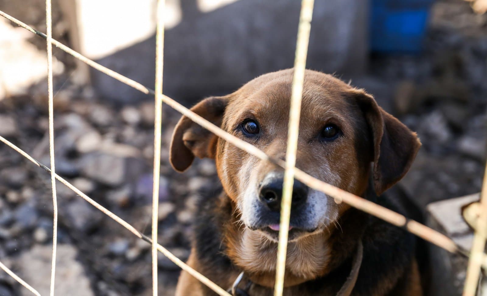 Inquéritos são concluídos e cinco são indiciados por maus-tratos contra animais