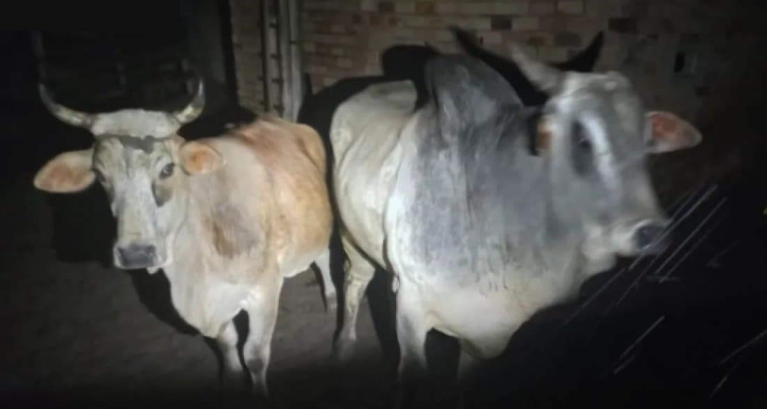 Dois bois roubados em Gravatal são recuperados pela Polícia Militar