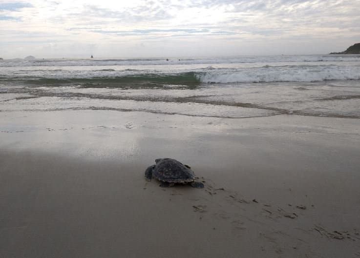 Tartaruga resgatada em Laguna é devolvida ao mar