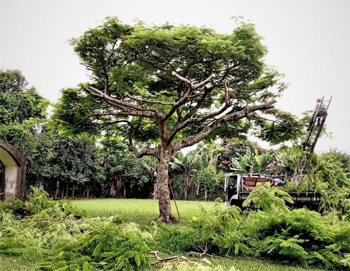 Árvore situada na cabeceira de futura ponte será transplantada na próxima segunda-feira (25)