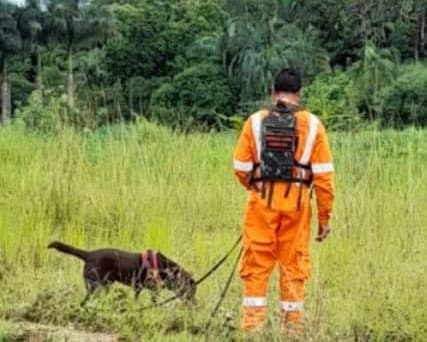 Idoso desaparecido é encontrado morto debaixo de árvore