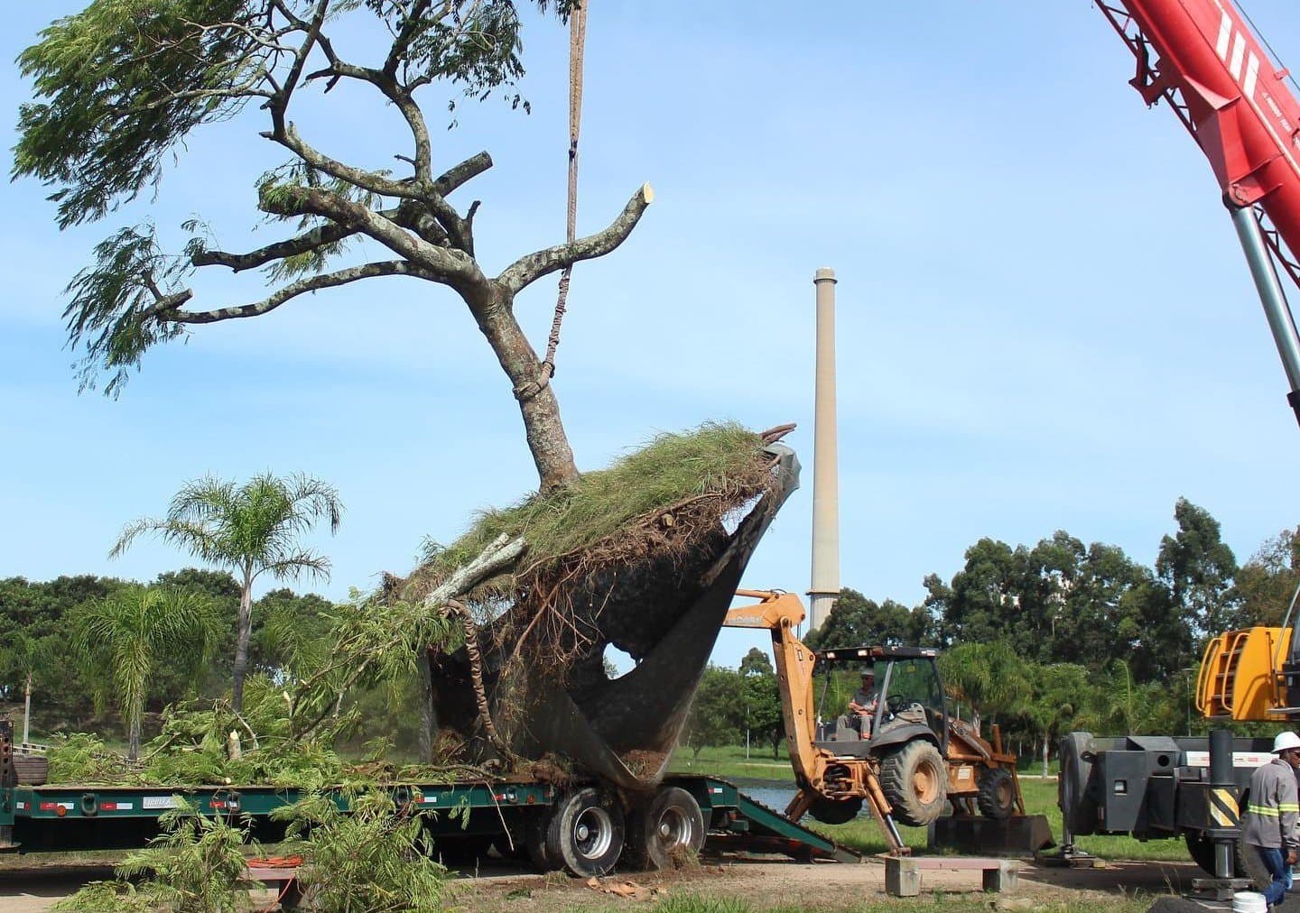 Transferência de árvore que estava na cabeceira de futura ponte é concluída