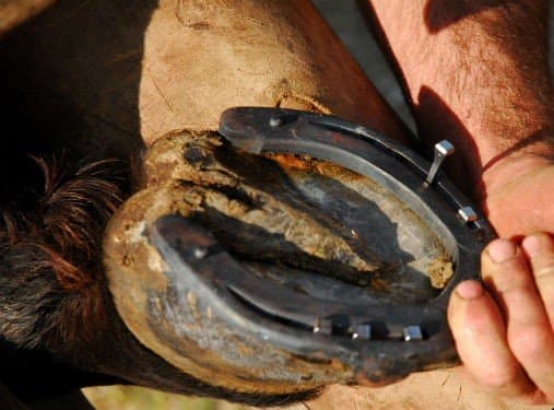 Jovem é atingido no rosto por coice de cavalo