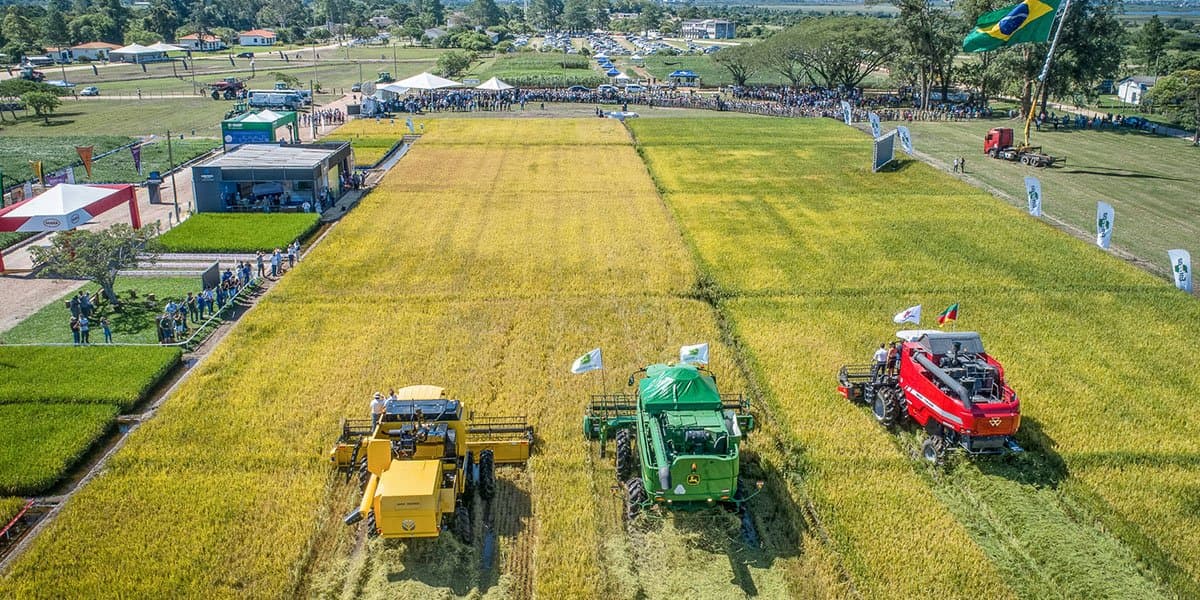 Evento que marca a abertura oficial da colheita do arroz em Santa Catarina será em Tubarão
