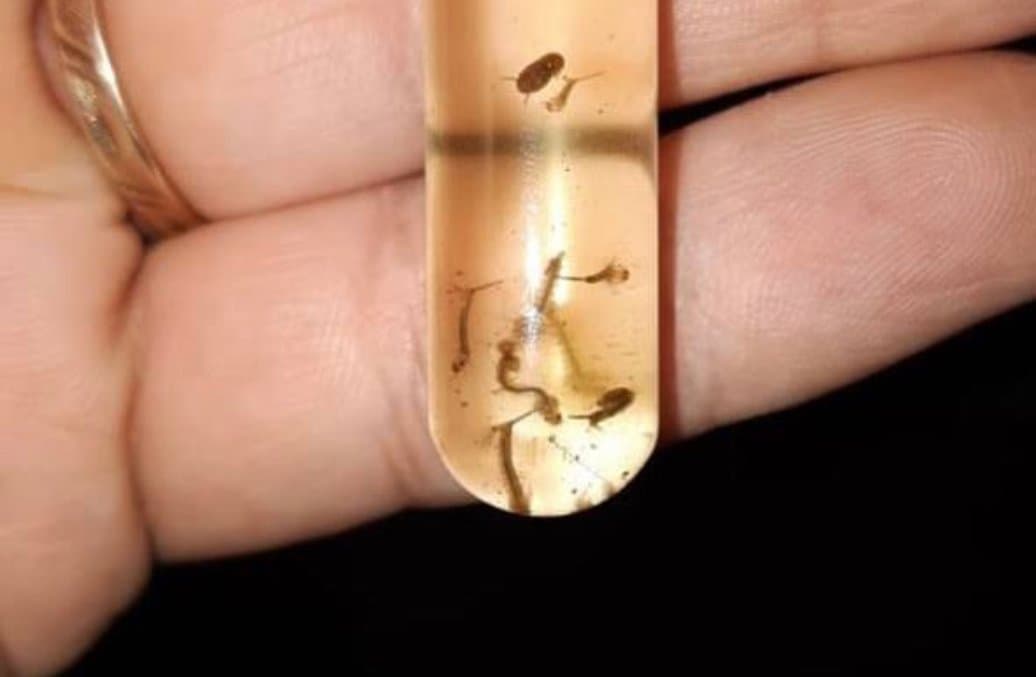 Mais um foco do Aedes aegypti é encontrado em Braço do Norte