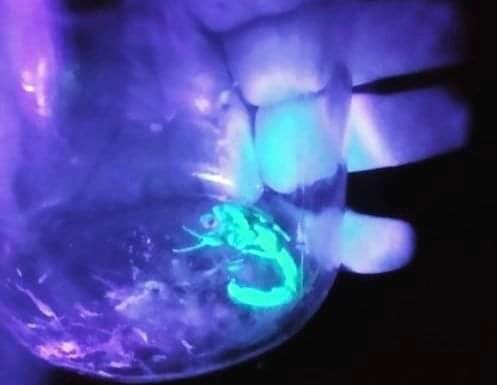 Escorpião amarelo é encontrado em casa de Gravatal