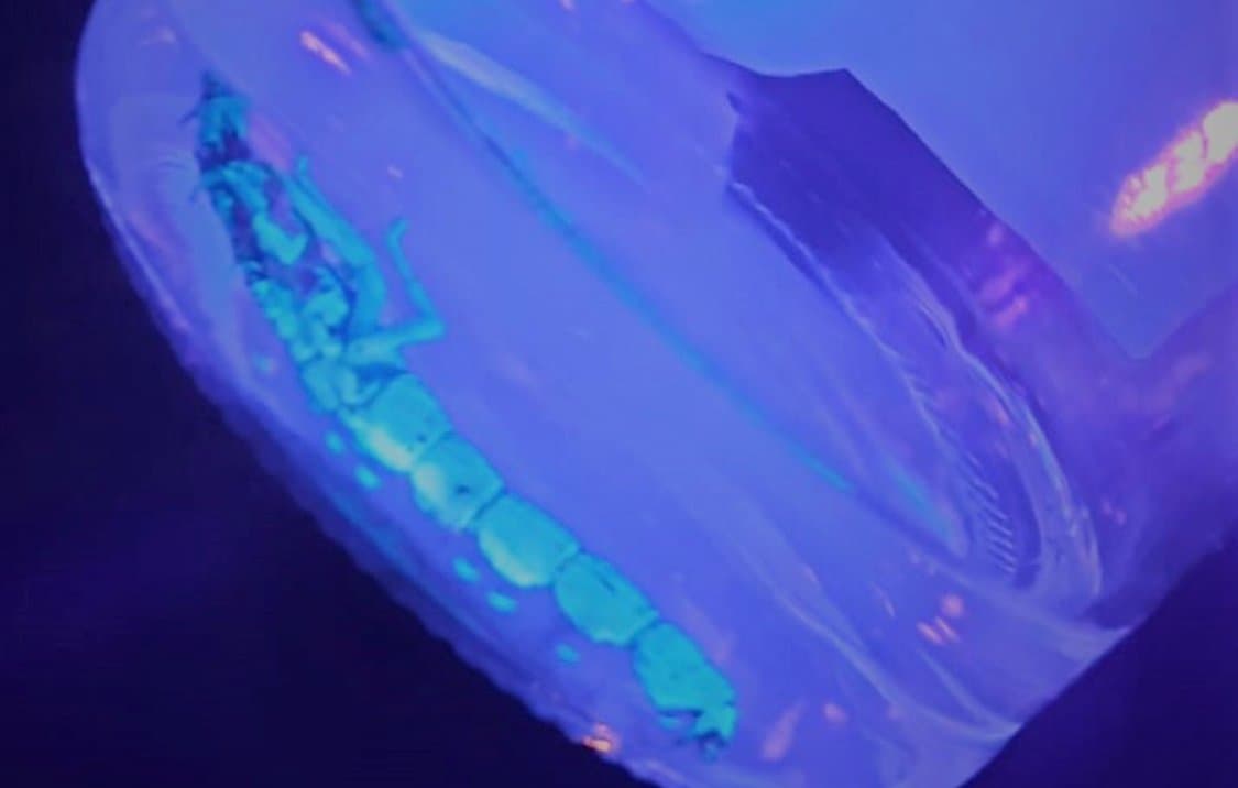 Escorpiões amarelos são encontrados em casa de Gravatal