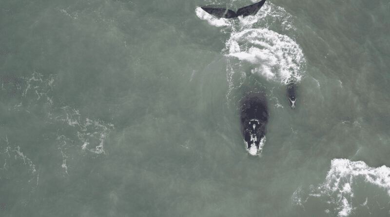 Mais de 60 baleias francas são avistadas no primeiro sobrevoo da temporada