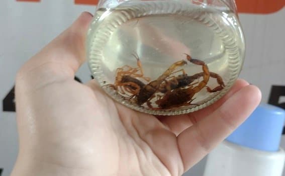 Escorpiões amarelos são encontrados em residências de Gravatal