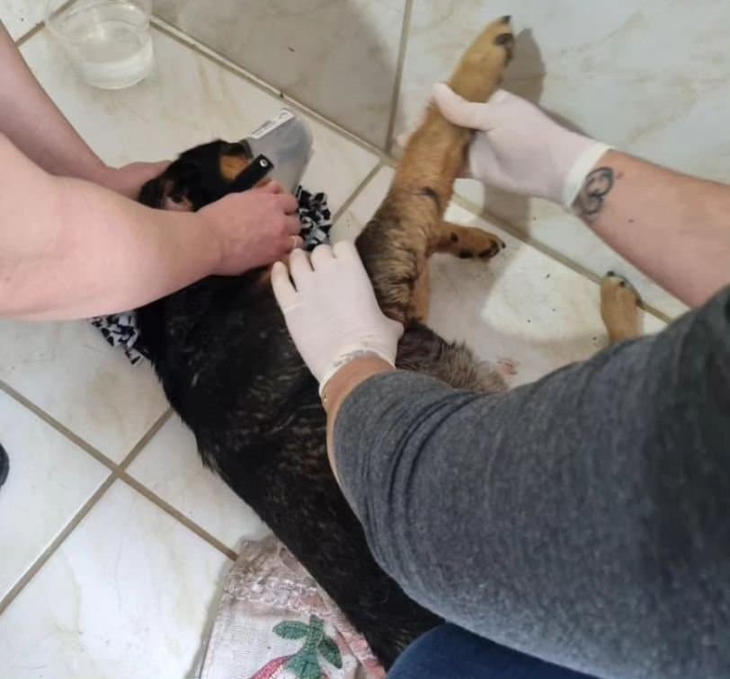 Cão resgatado é medicado por hospital veterinário particular após não conseguir tratamento da Funat