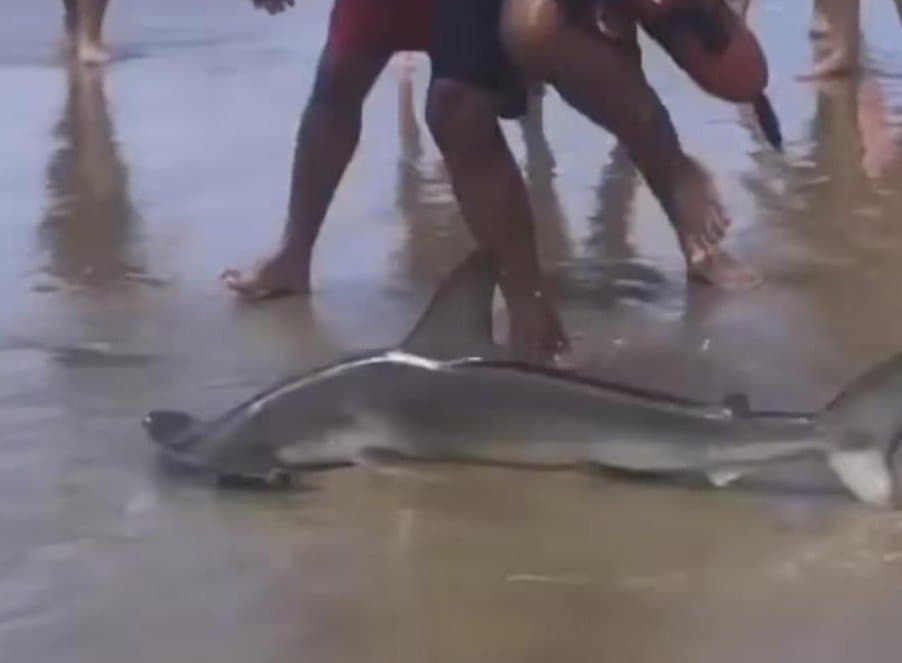 Tubarão-martelo encalha em Laguna