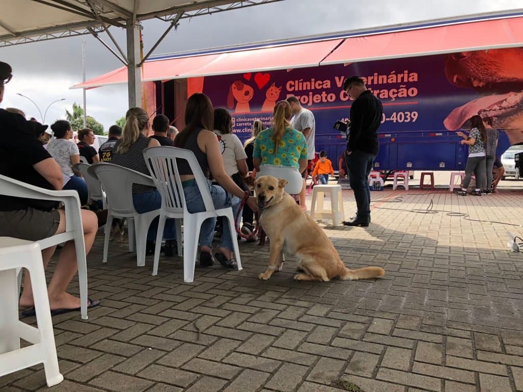 Mais de 600 cães e gatos são castrados durante mutirão