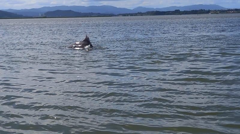 Boto que era monitorado em Laguna está livre de rede de pesca