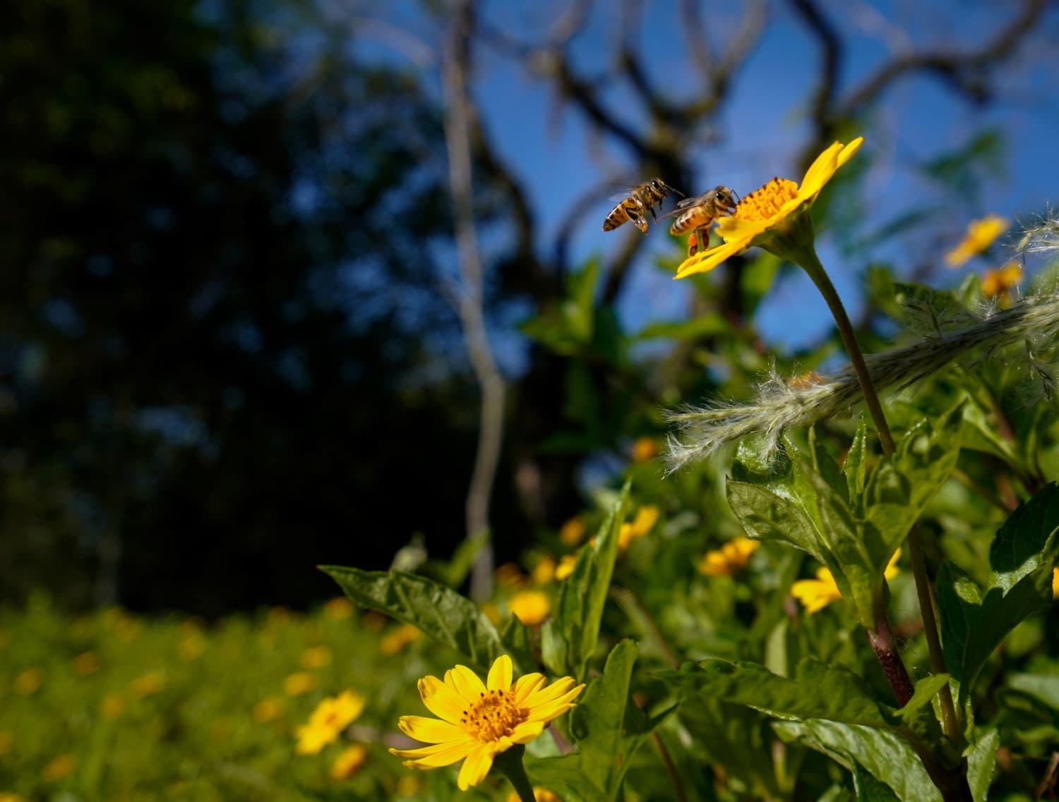 Previsão indica primavera com temperaturas acima da média e chuvas mais frequentes