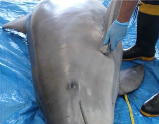 Mais um boto pescador é encontrado morto em Laguna