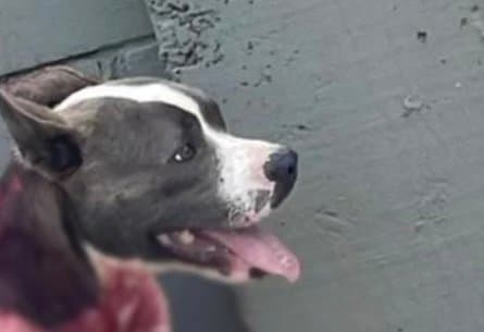Inquérito policial é instaurado para investigar caso de pitbull golpeado várias vezes com facão