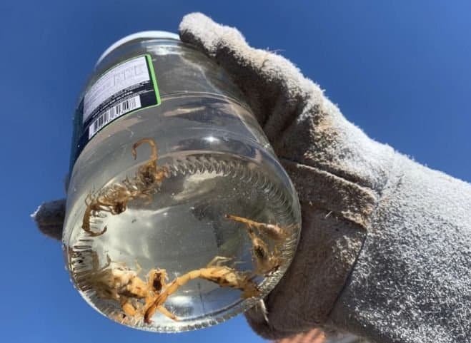 11 escorpiões de espécie altamente venenosa são encontrados em residência