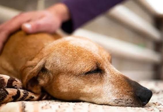 Suposto envenenamento de cães de rua é investigado pela polícia